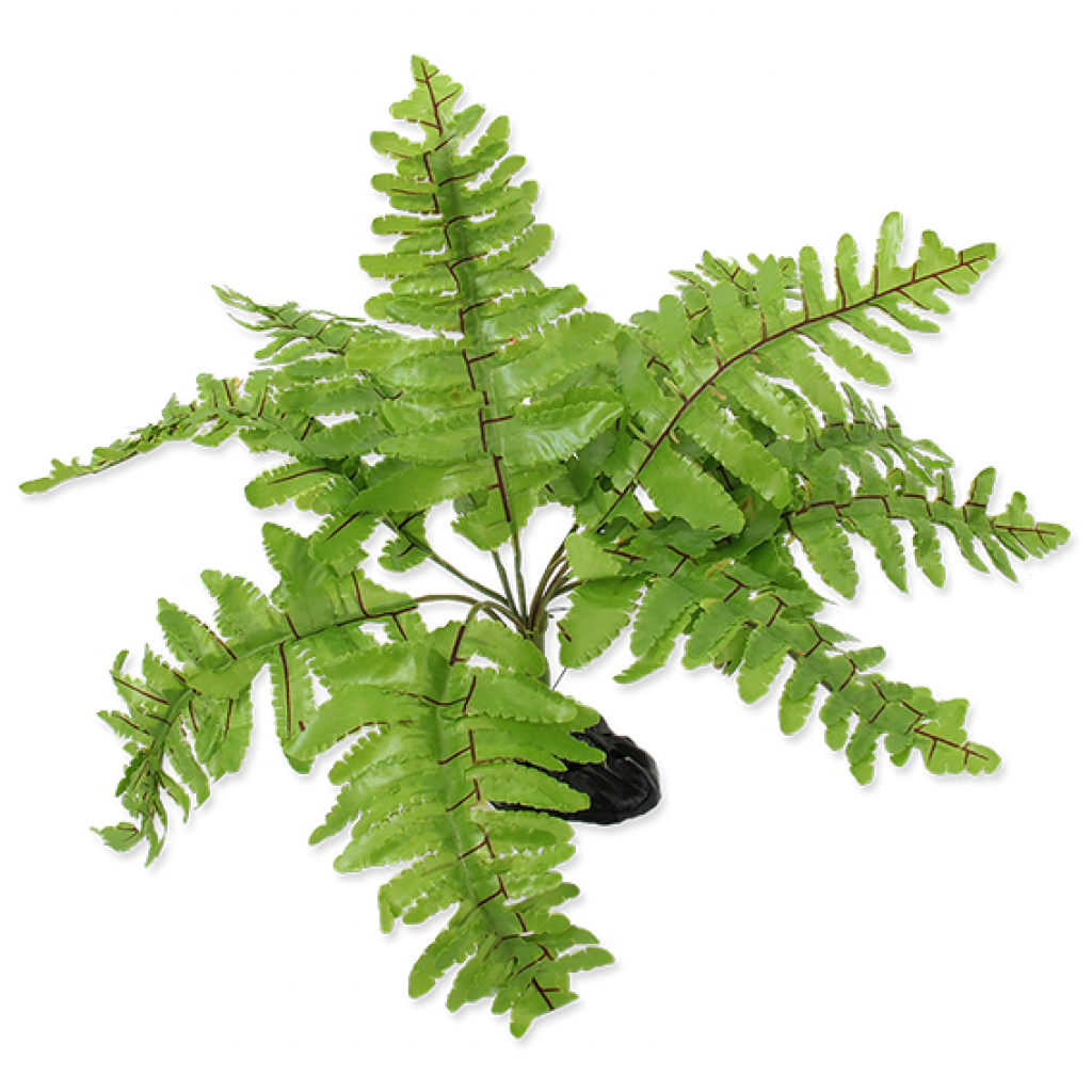 Plant Nephrolepis